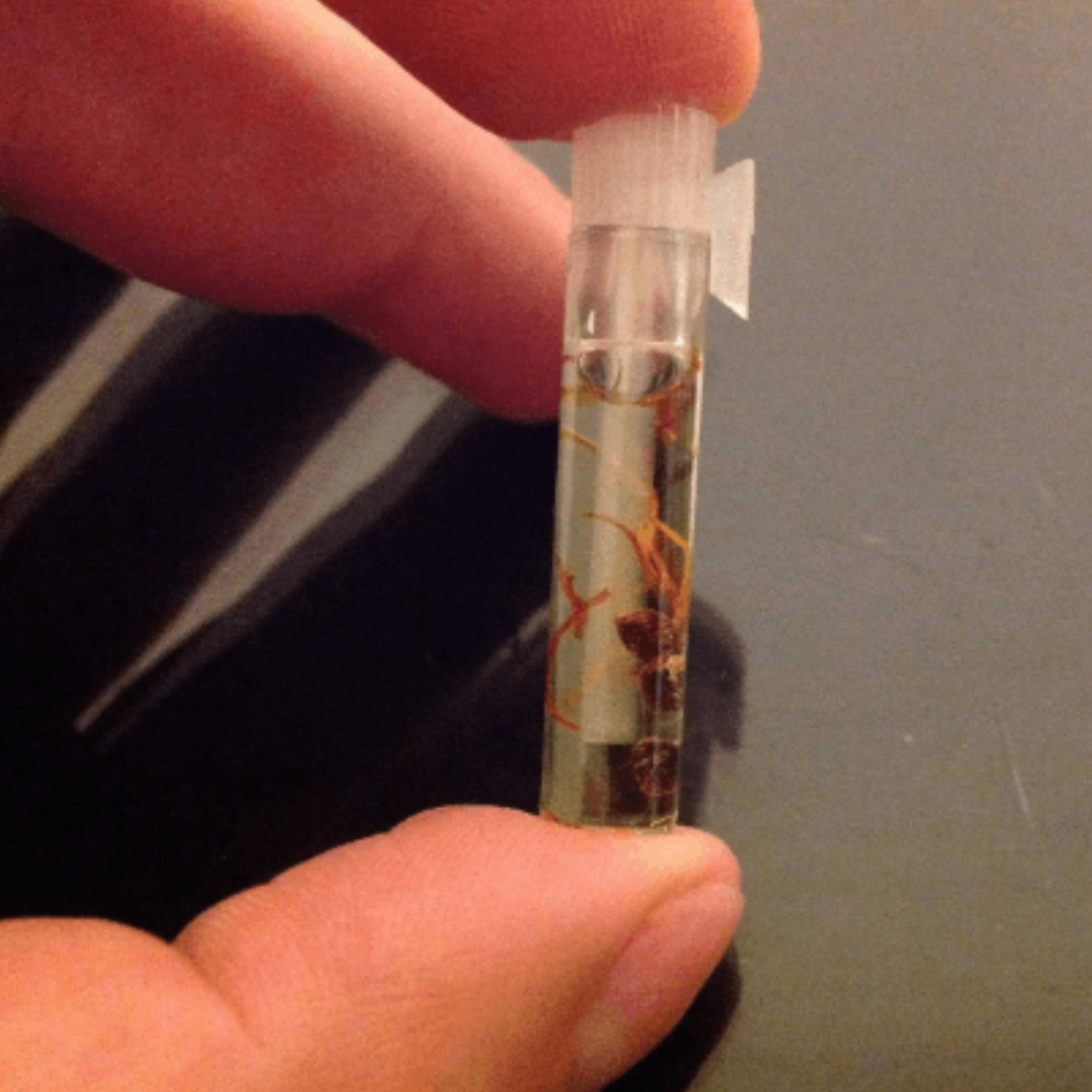 Attraction oil - very potent love and attraction oil 100% Natural and handmade