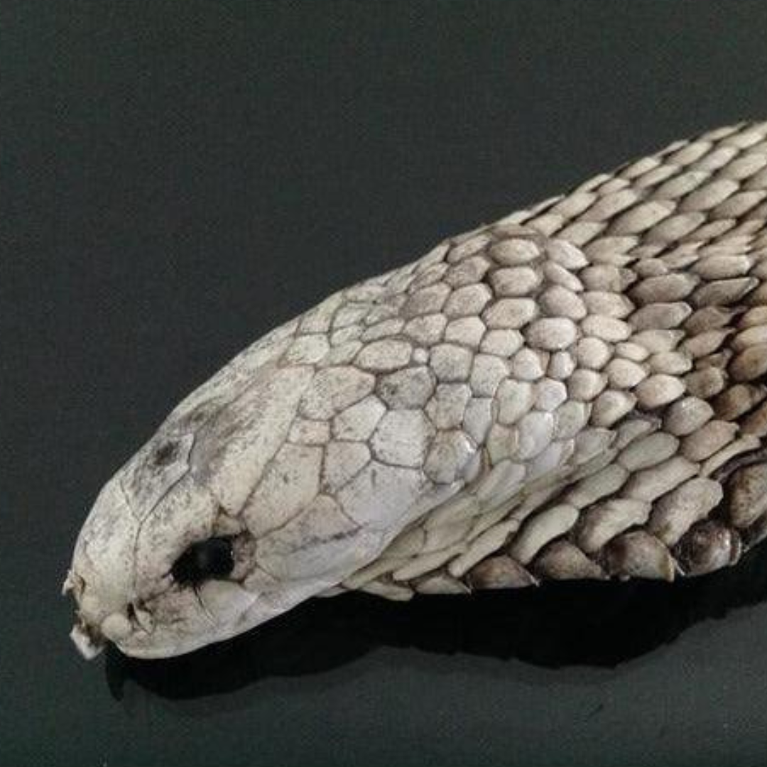 Snake naga stone cobra crown