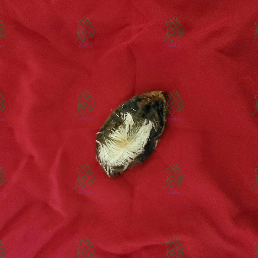 The tail of the queen hyena one item only!