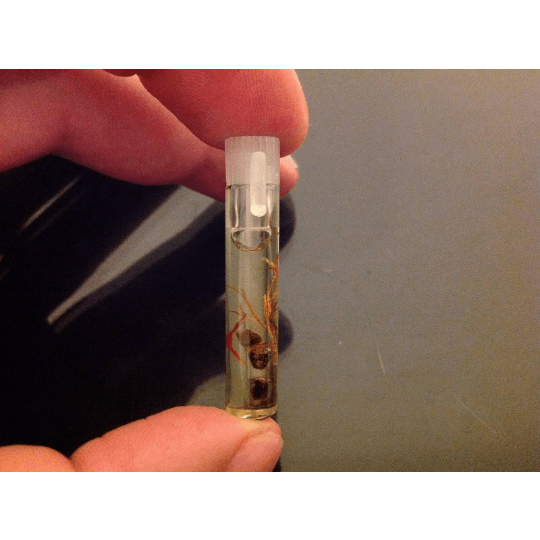 inside ingredients shown inside the container