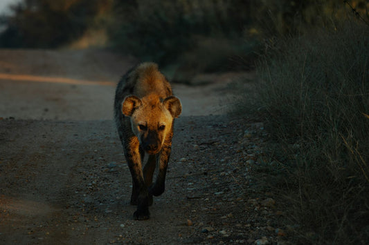 hyena talisman