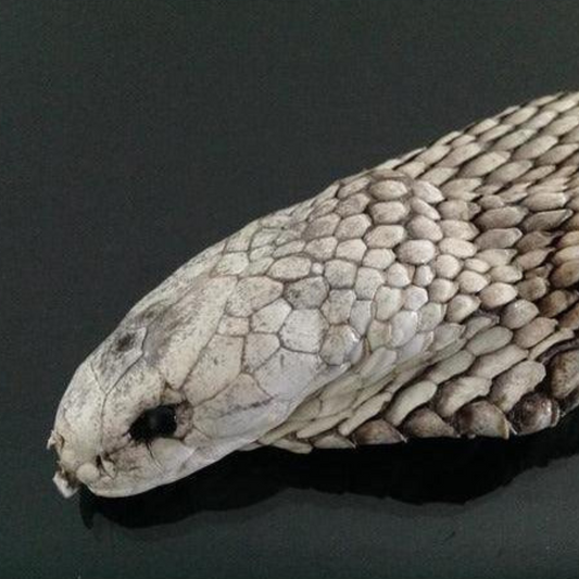 Snake naga stone cobra crown