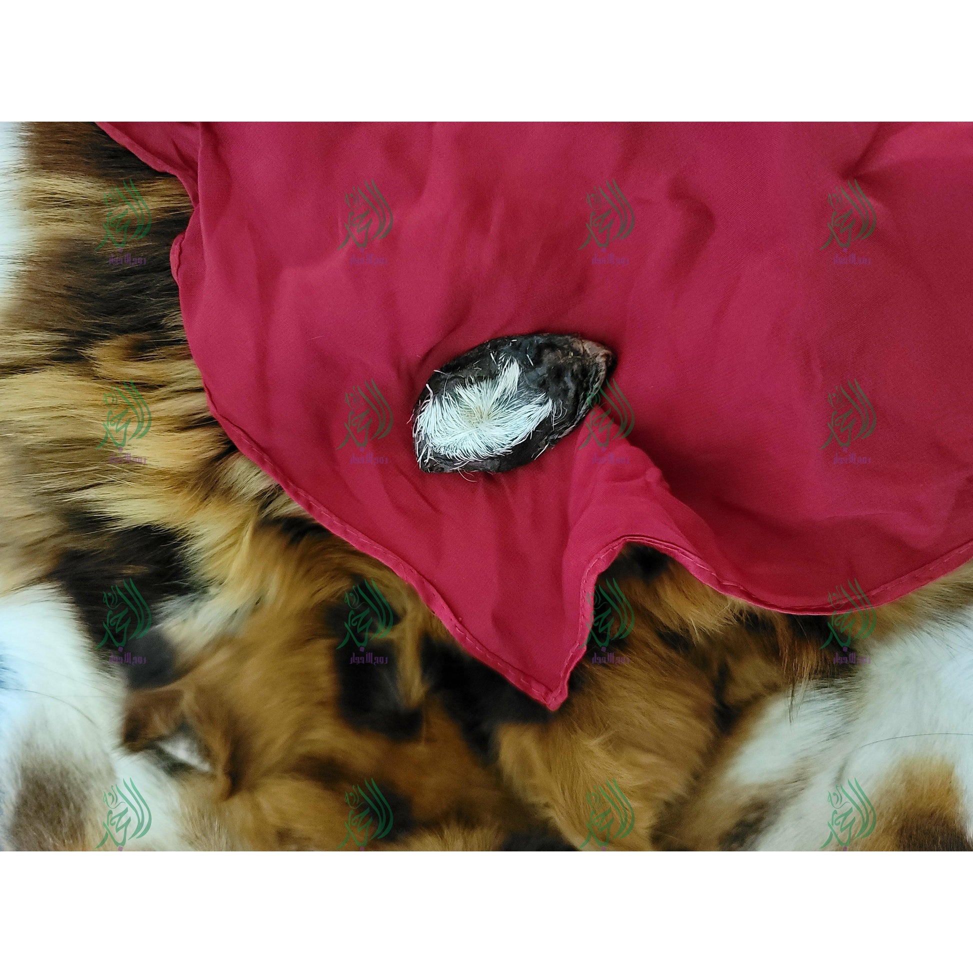 hyena tail skin cutout with whole skin
