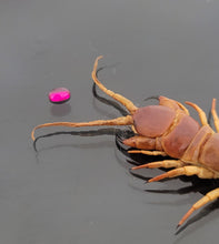 Load image into Gallery viewer, Centipede stone Eid special - 10 pieces only
