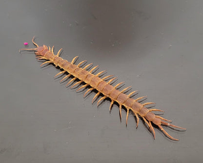 centipede