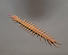 Load image into Gallery viewer, Centipede stone Eid special - 10 pieces only
