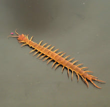 Load image into Gallery viewer, Centipede stone Eid special - 10 pieces only
