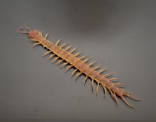 Load image into Gallery viewer, Centipede stone Eid special - 10 pieces only
