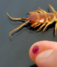Load image into Gallery viewer, Centipede stone Eid special - 10 pieces only
