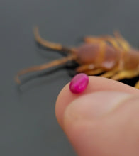 Load image into Gallery viewer, Centipede stone Eid special - 10 pieces only
