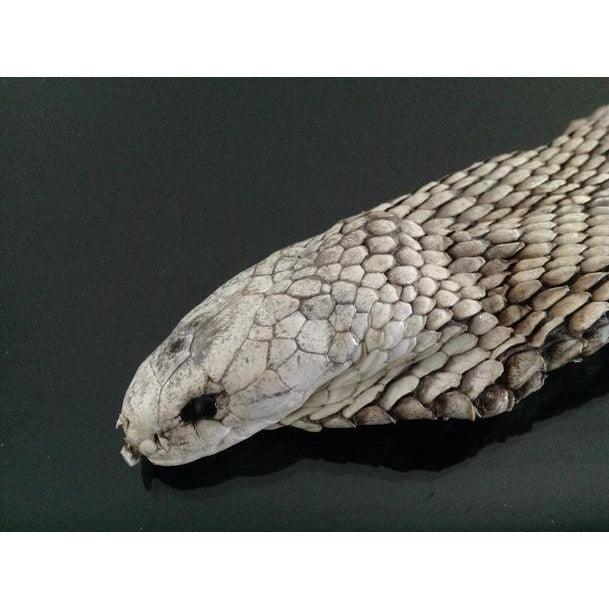 close up cobra head