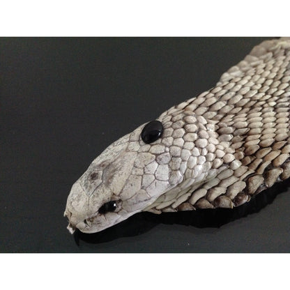 black stone on snake's head