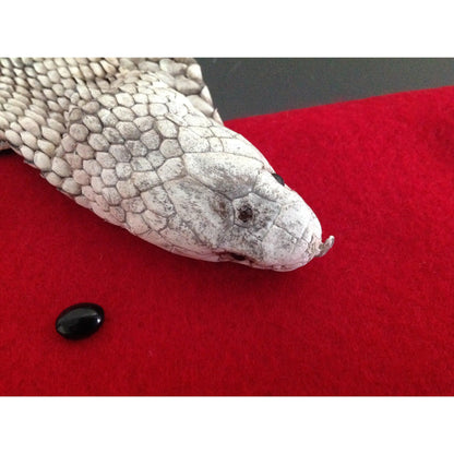 cobra skeleton with stone on the side
